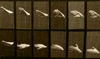 Homage to Muybridge II