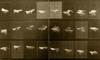 Homage to Muybridge IV